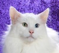 NACAR ARTEMISA*ES Gatos Bosques de Noruega www.montegancedo.com