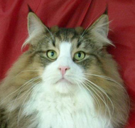 PATROCLO ARTEMISA*ES Gatos Bosques de Noruega www.montegancedo.com