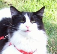 PEARL GABRIEL'S PLACE Gatos Bosques de Noruega www.montegancedo.com