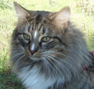 QUASIMODO BONANY*ES Gatos Bosques de Noruega www.montegancedo.com