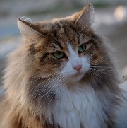 ROQUETA LEONCIO Gatos Bosques de Noruega www.montegancedo.com