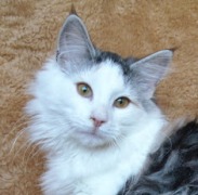 SONORA MONTEGANCEDO Gatos Bosques de Noruega www.montegancedo.com