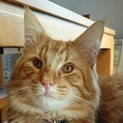 TSUNAMI MONTEGANCEDO*ES Gatos Bosques de Noruega www.montegancedo.com