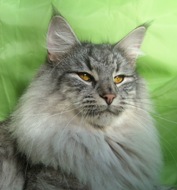 S*MYSELISIA'S VIVALDI Gatos Bosques de Noruega www.montegancedo.com