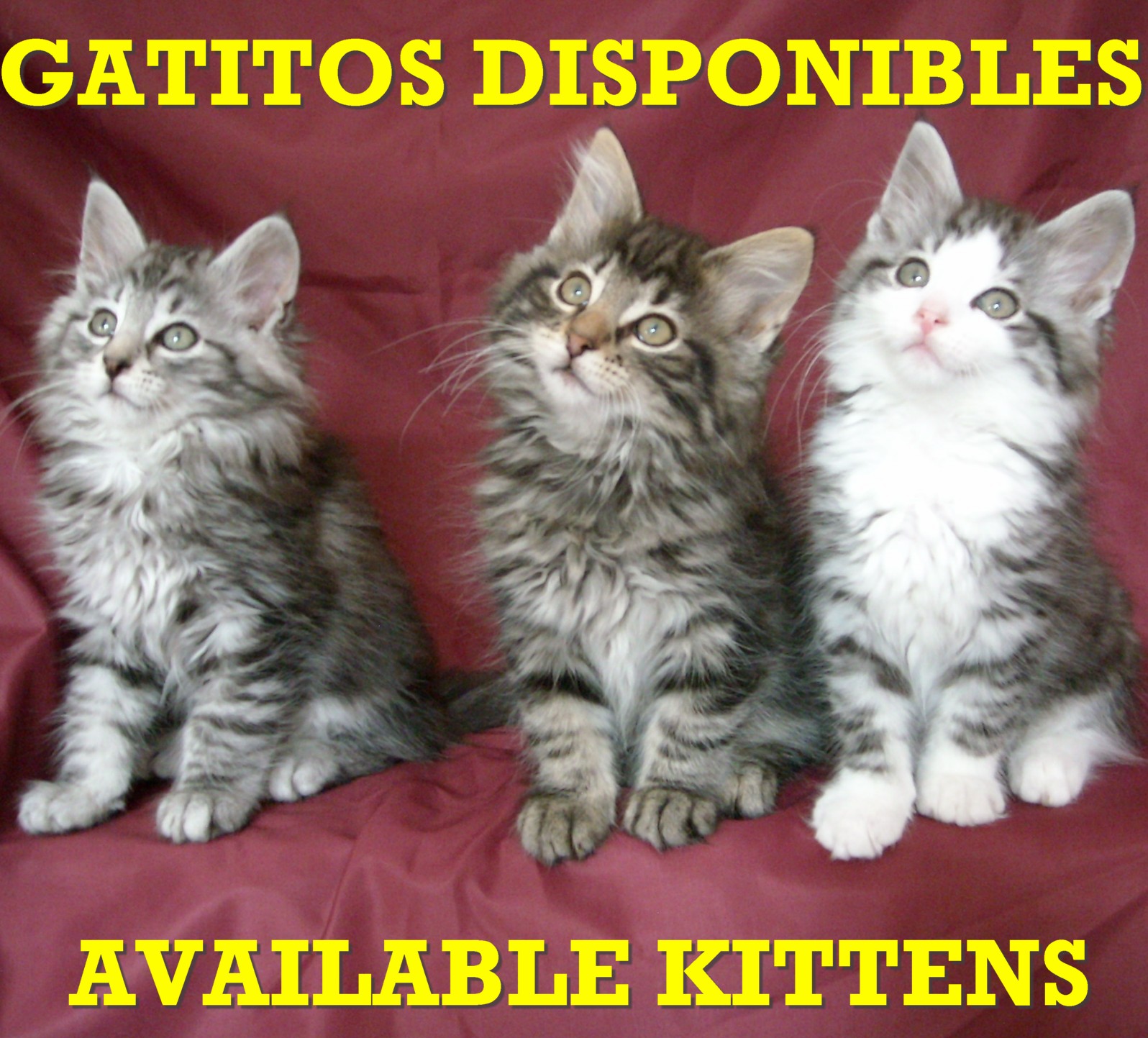 Gatitos disponibles / Available kittens