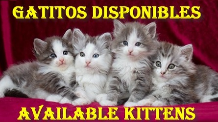 Gatitos Disponibles del Criadero Montegancedo Bosques de Noruega