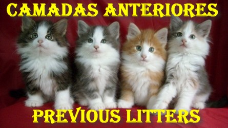 Camadas anteriores del Criadero Montegancedo