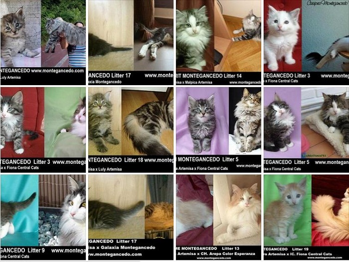 Gatitos Bosque de Noruega Montegancedo
