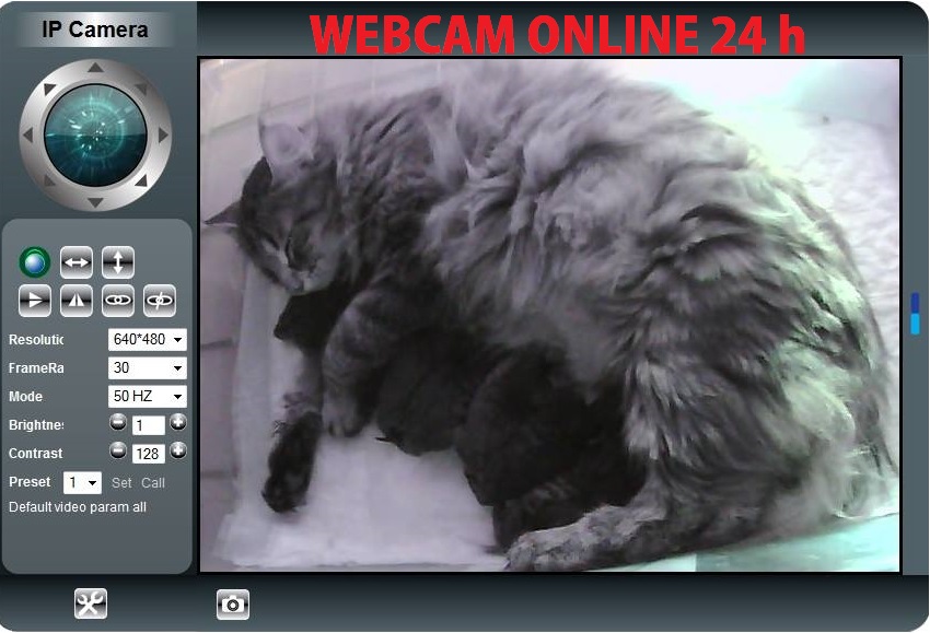 Webcam online www.montegancedo.com Gatos Bosque de Noruega