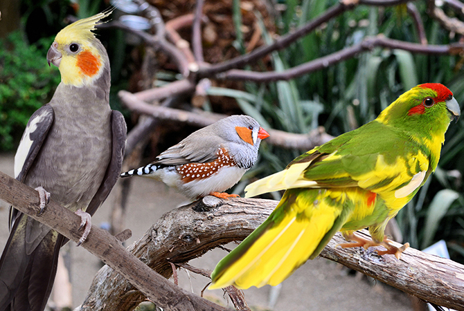 Aviario ExoavesMadrid