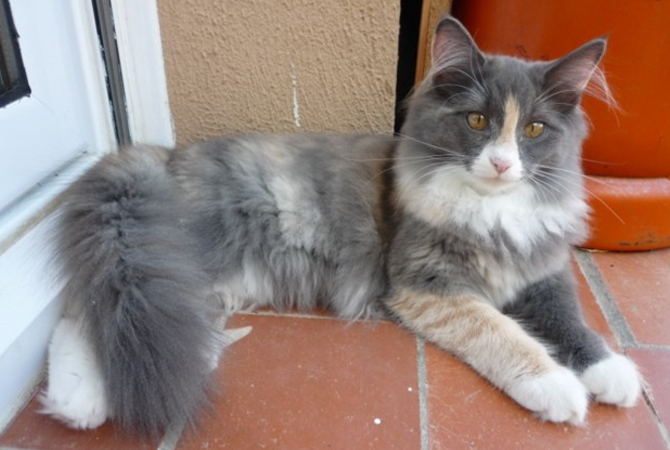 Norbrian Criadero de Gatos Bosque de Noruega