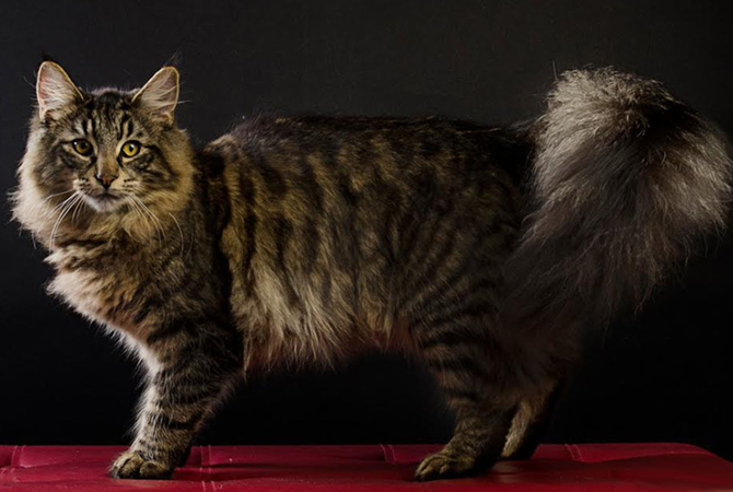 Vacheron Criadero de Gatos Bosques de Noruega